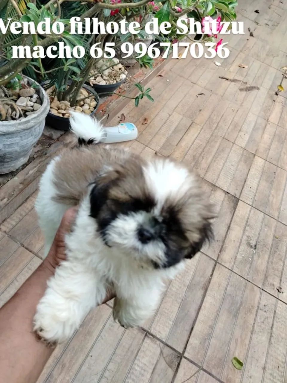 Cachorro 