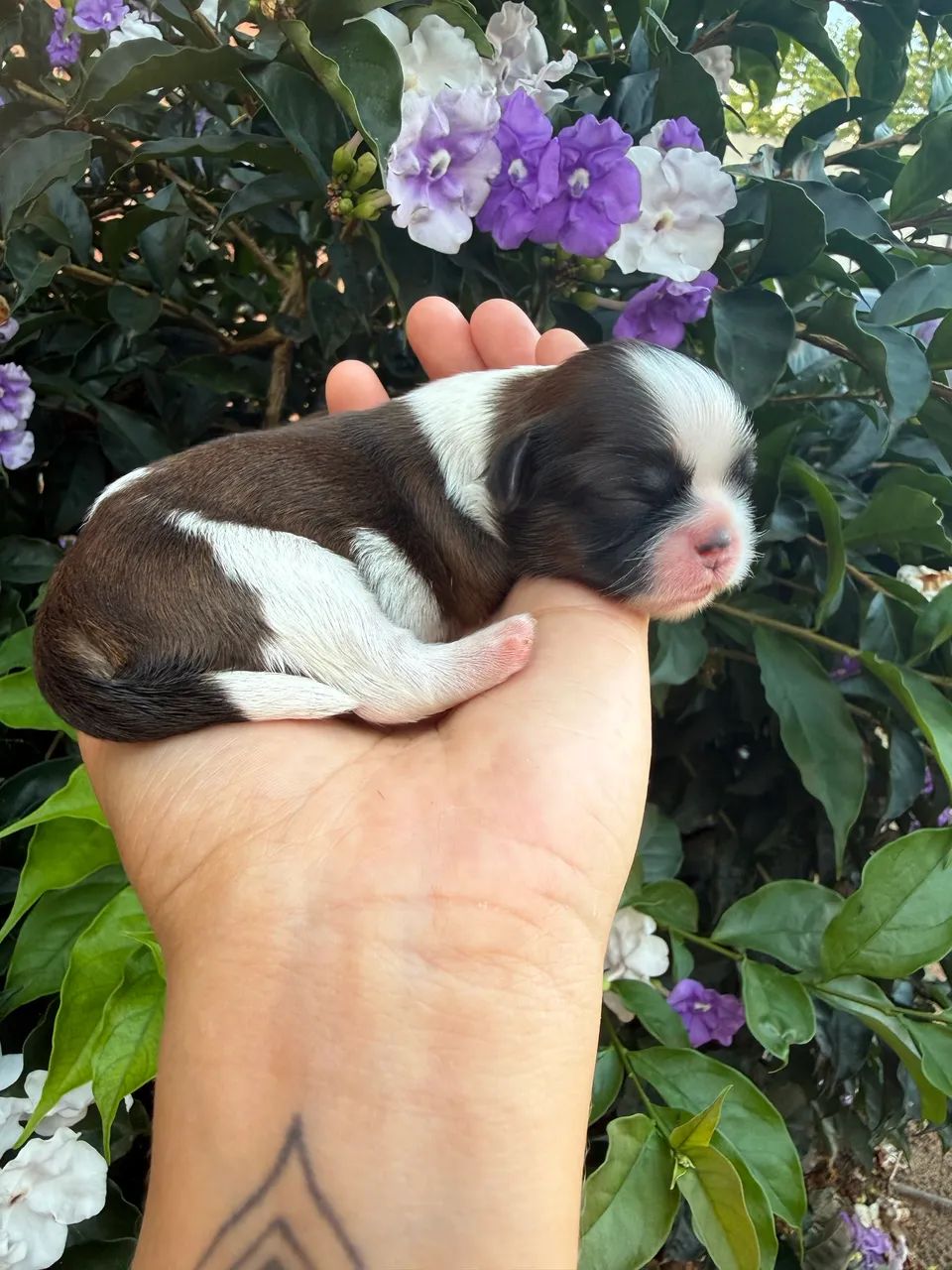 Babys Shih Tzu Disponíveis Para Reserva Parcelamos em 12x, @imperio_kennel  - Foto 4