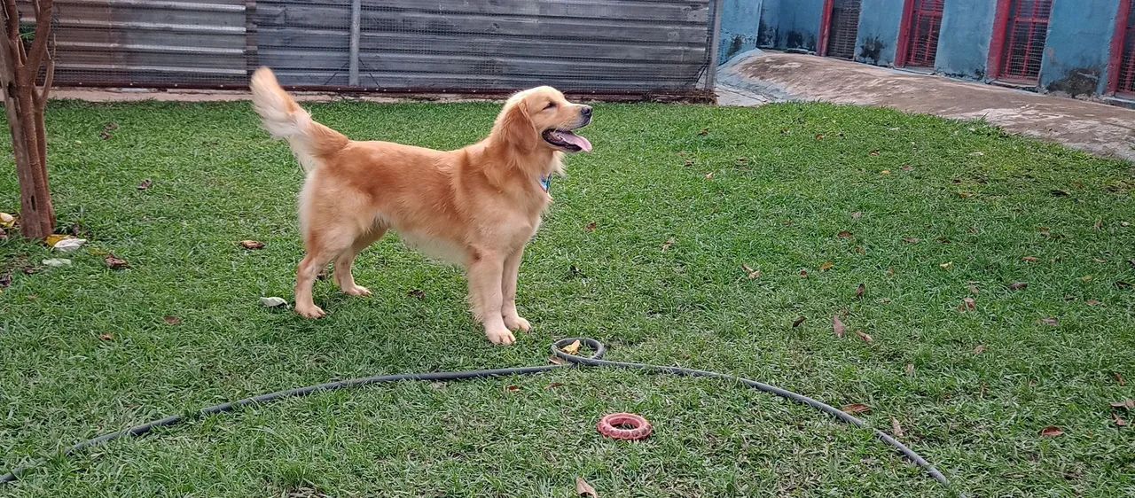 Hotel Para Cães e Gatos *