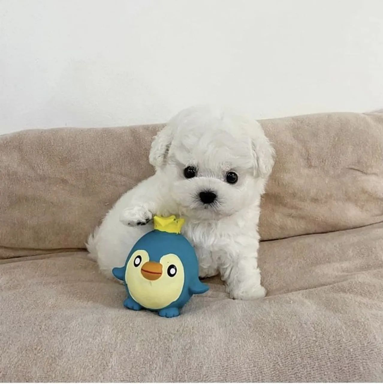 Poodle n°1 p AP macho