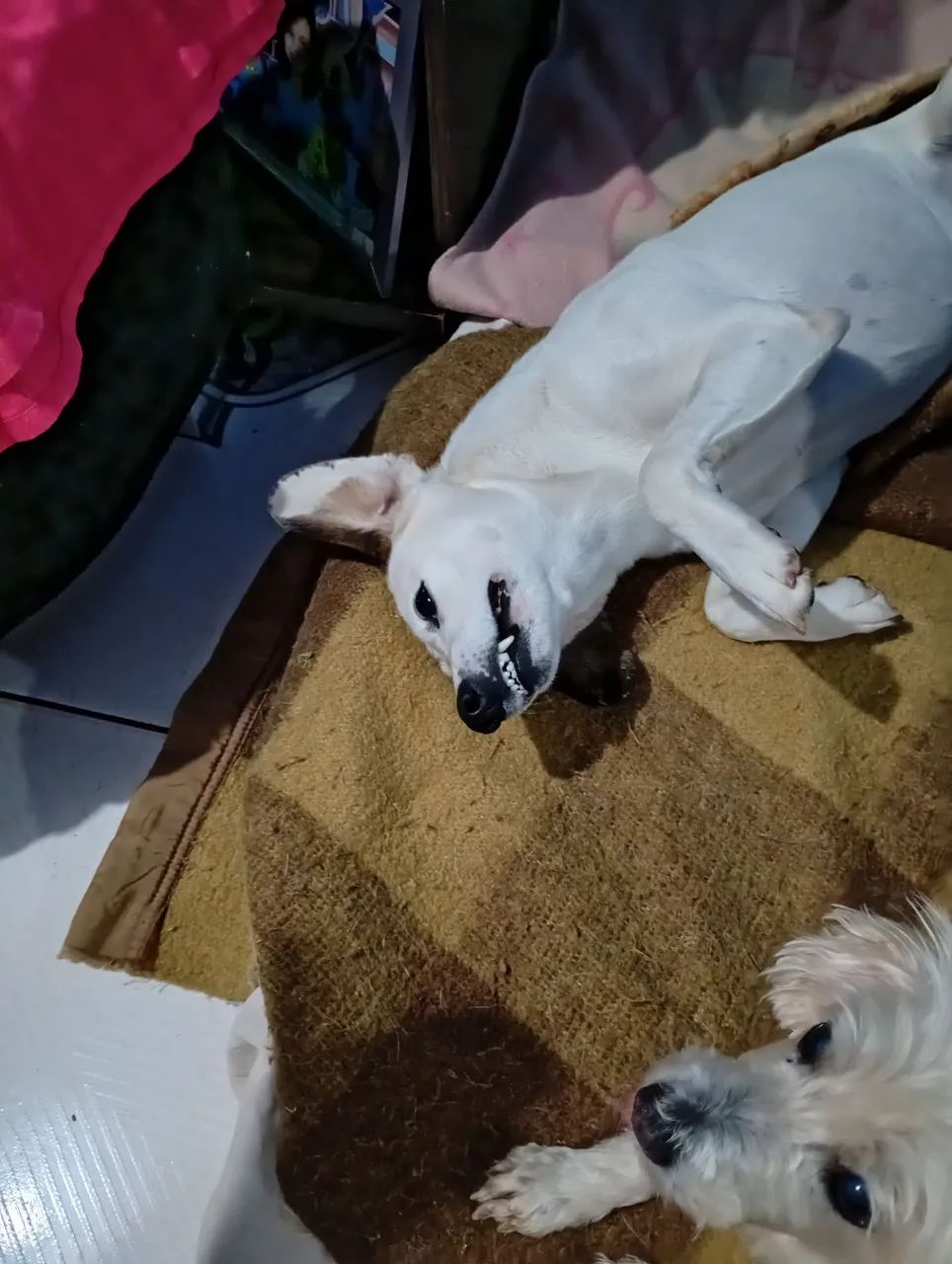 Doação de cachorro 