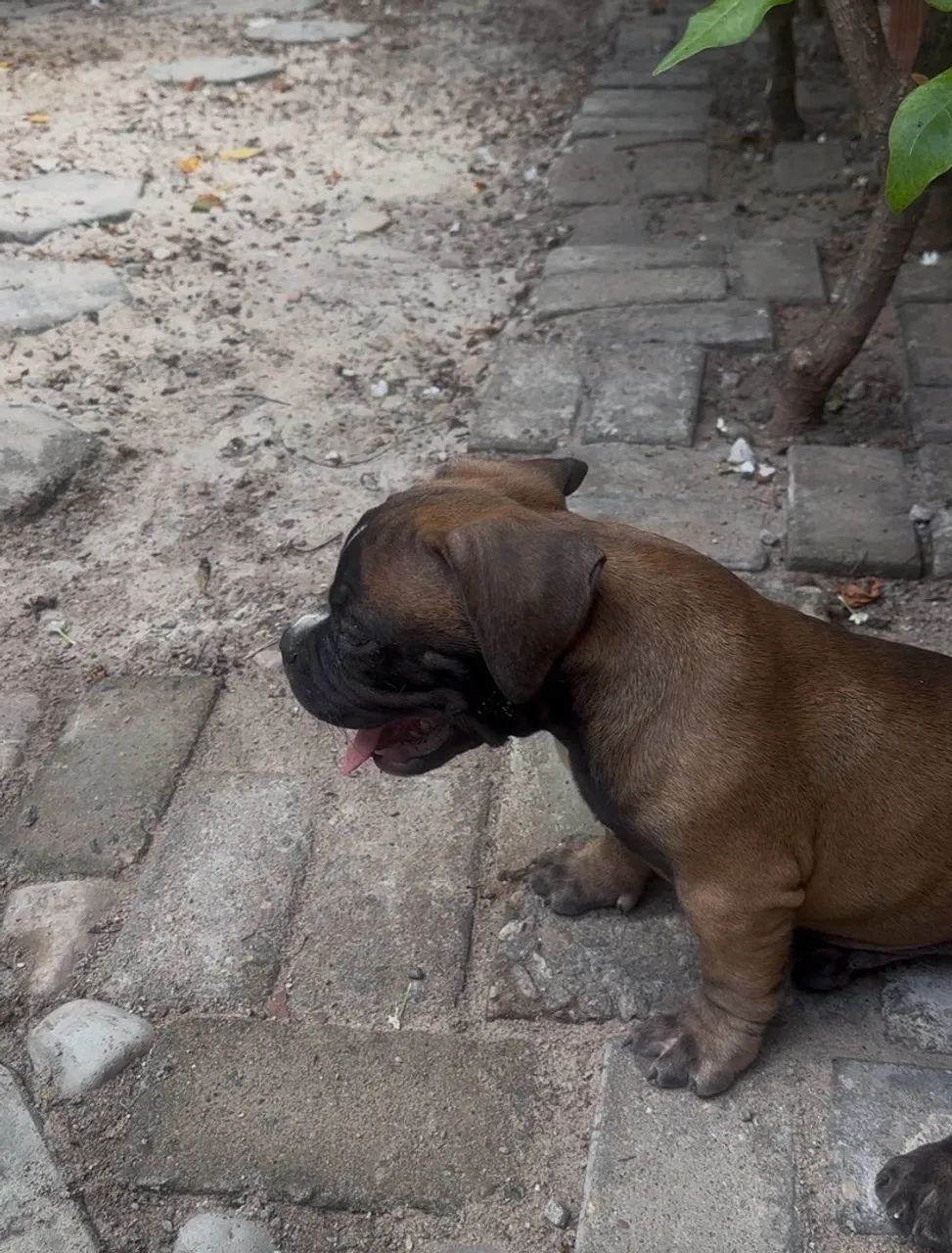 Americam bully  - Foto 3