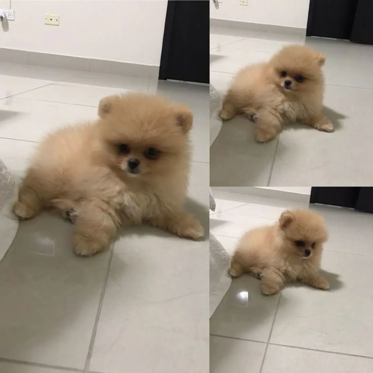 Spitz Alemão adorável 
