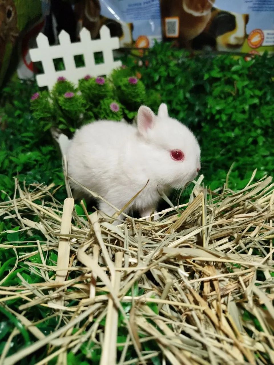 Mini coelhos ? - Foto 2