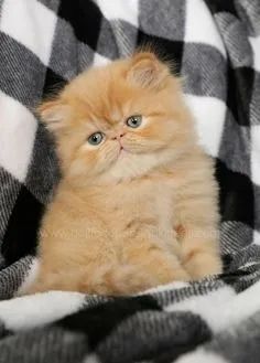 Persas  gatinhos peludinhos - Foto 2