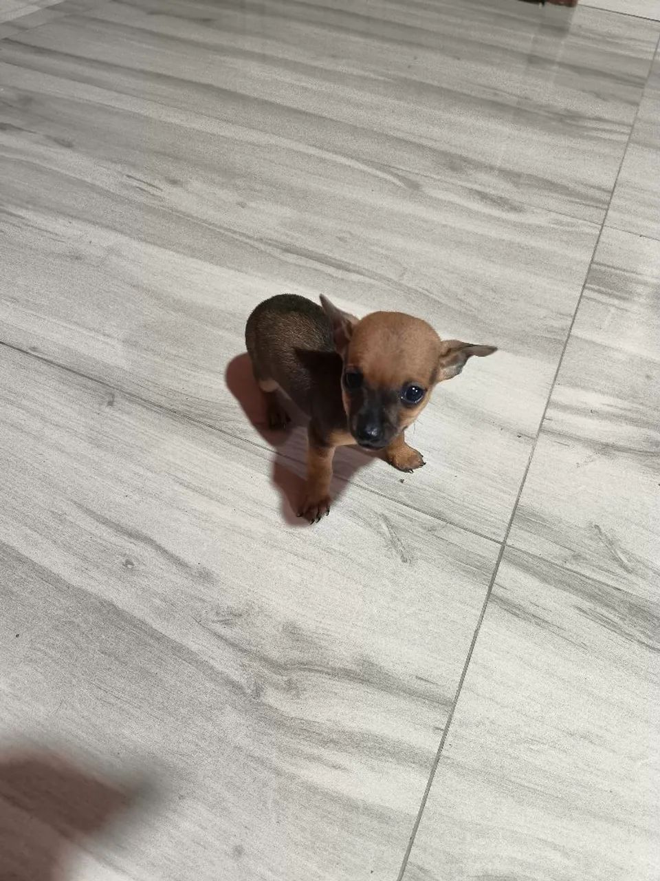 Pinscher zero machos - Foto 3