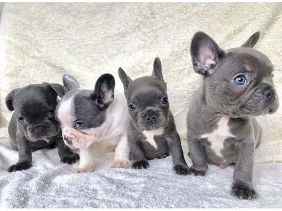 Buldogue Francês Filhotes