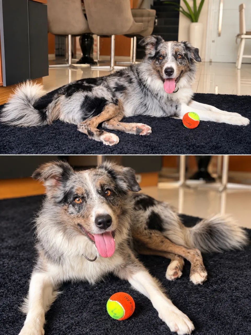 Border Collie macho 