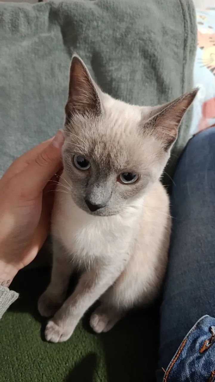 Estou doando 2 gatinhos muito amáveis  - Foto 5