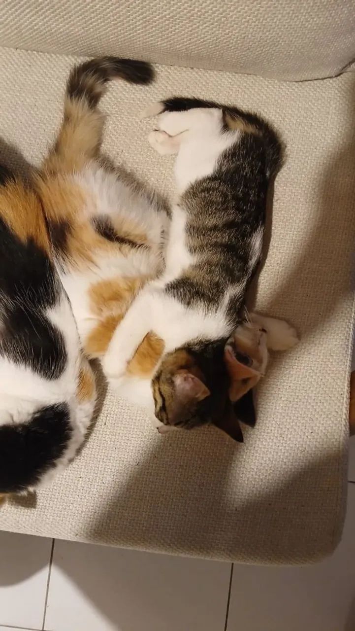 Casal de gatinhos