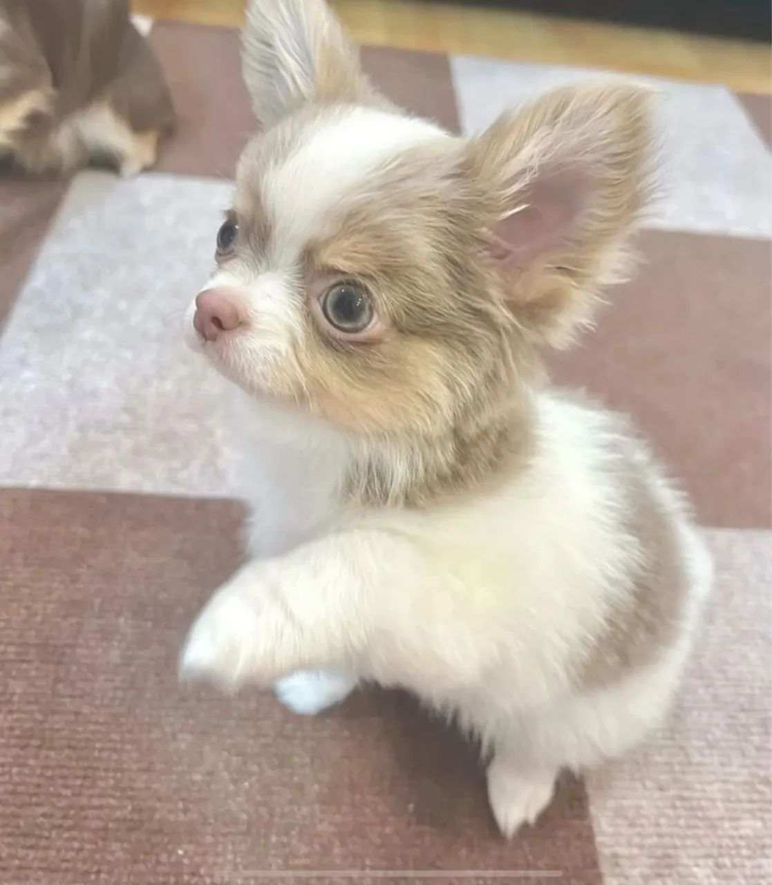Chihuahua pelo longo 