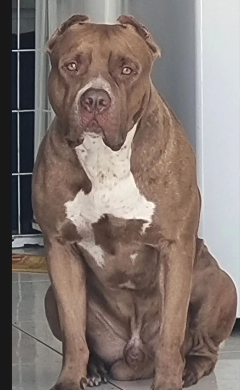 Pit monster macho  - Foto 4