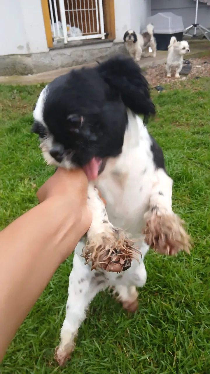 Cachorra shihtzu - Foto 3