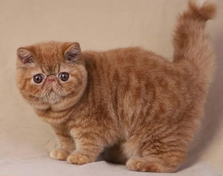 Gato Persa