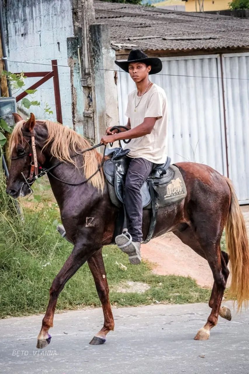 Cavalo  - Foto 2