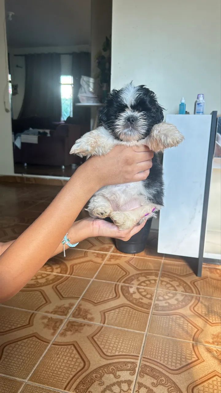 Cachorro 