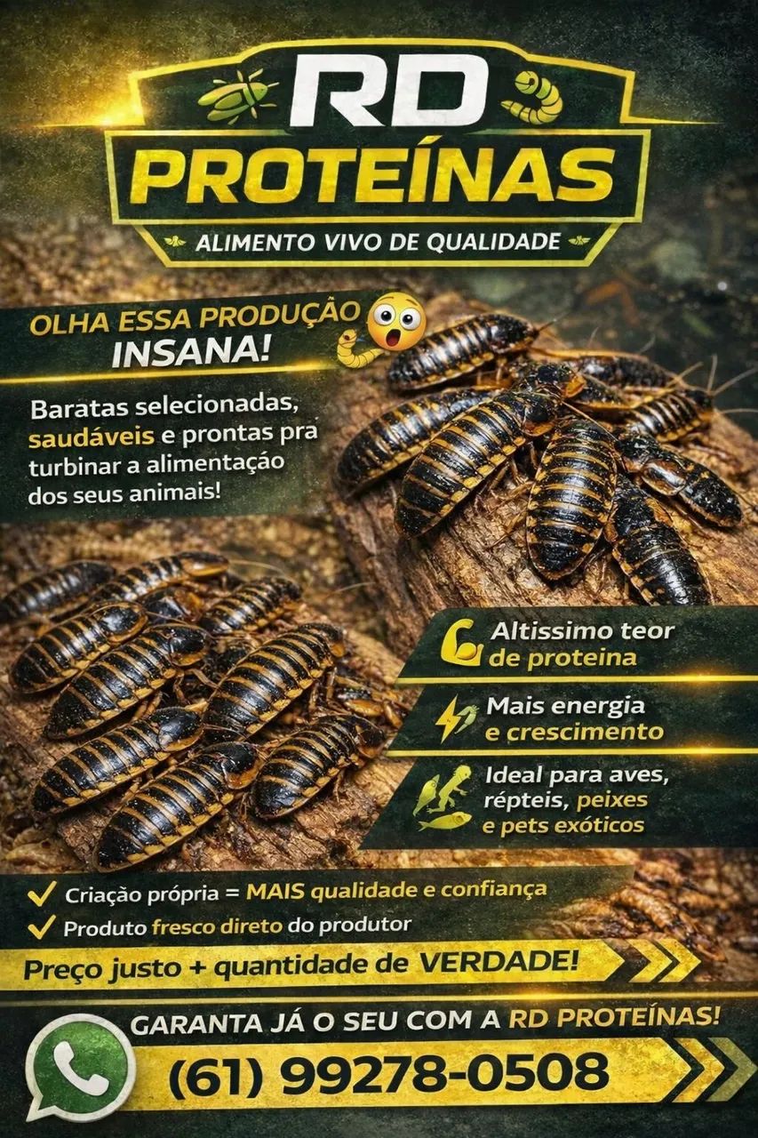 Ração, farelo de arroz, quirela de milho, Tenebrios, baratas, grilos, minhocas, besouros  - Foto 6