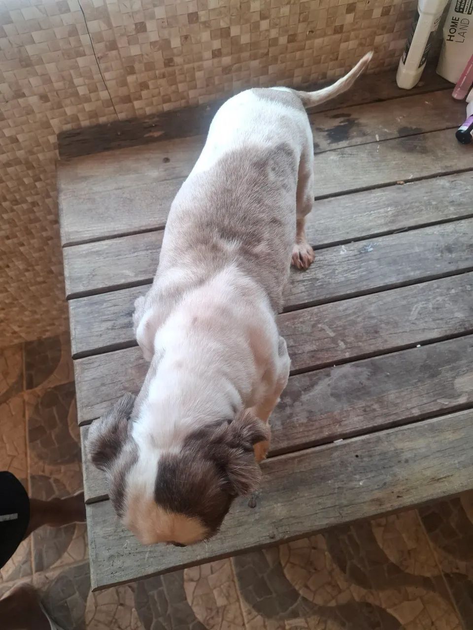 Cachorro  - Foto 4