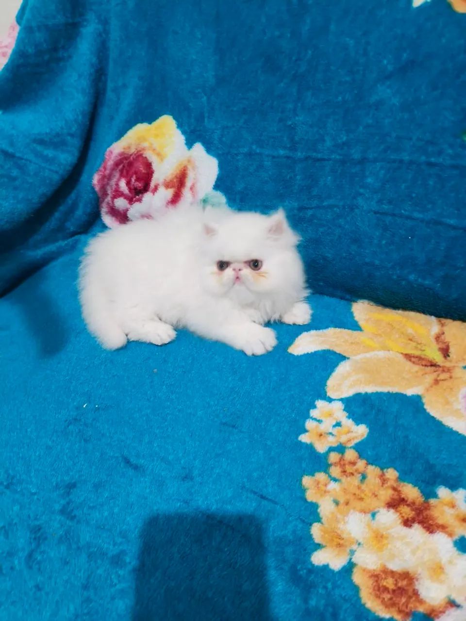 PERSA Verdadeiro - FÊMEA TopShow - Foto 5