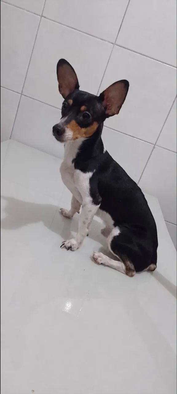 Cachorro Macho 1 Ano Pinscher