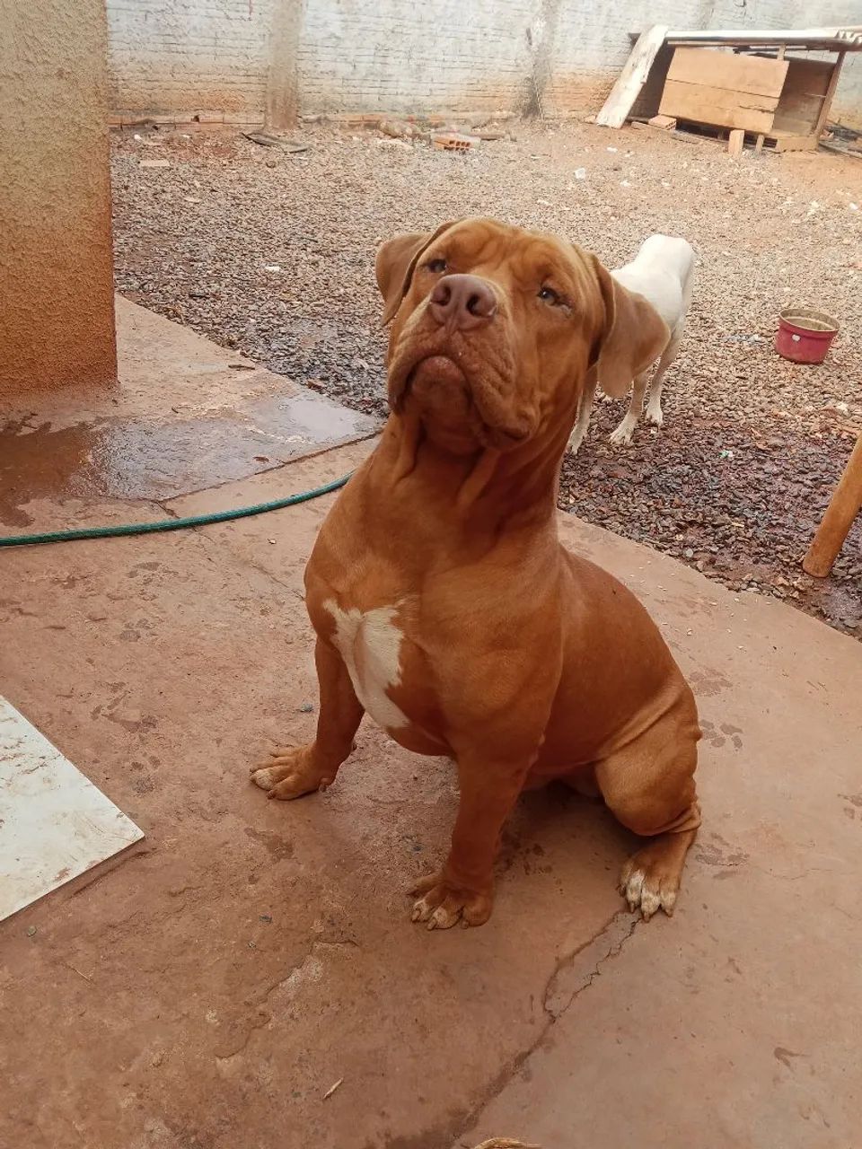 Pitbull  - Foto 3