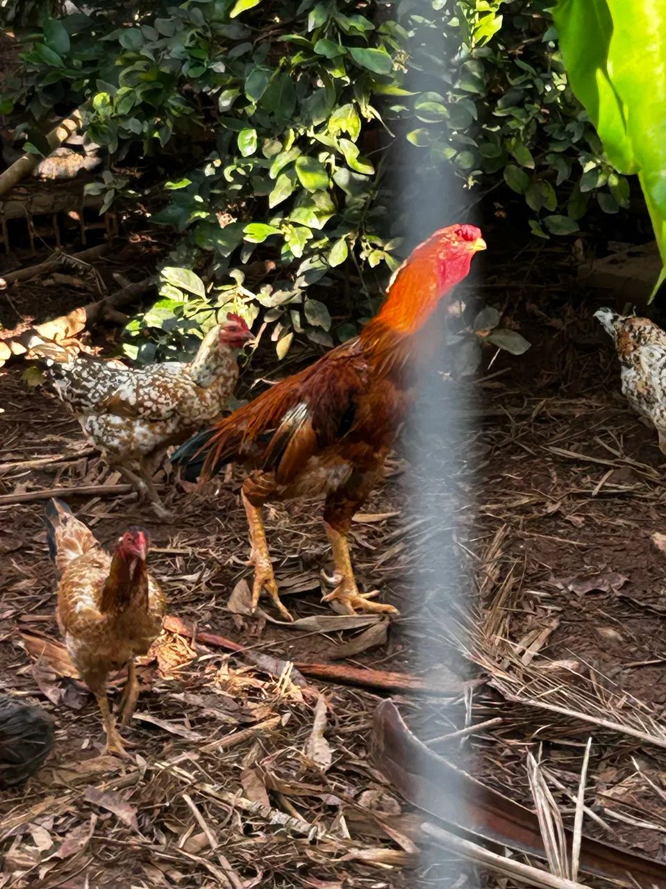 Galo e Frango grandes - Foto 2