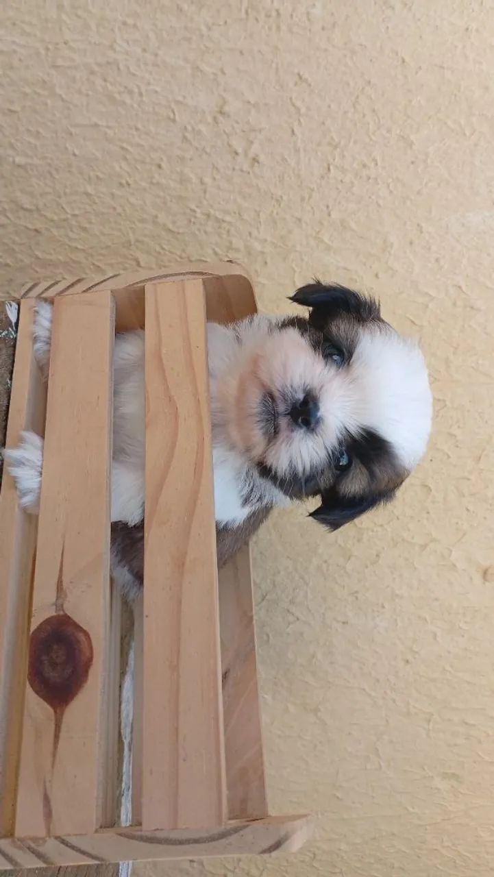 SHIHTZU MACHO