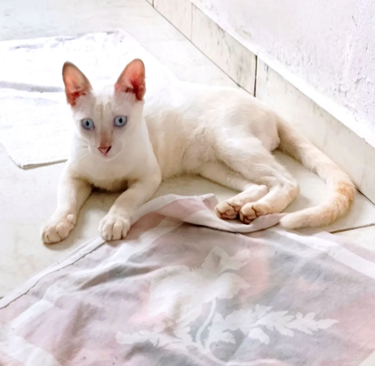 Gatos pra adoção, castrado vermífugado , dócil usa caixa de areia 