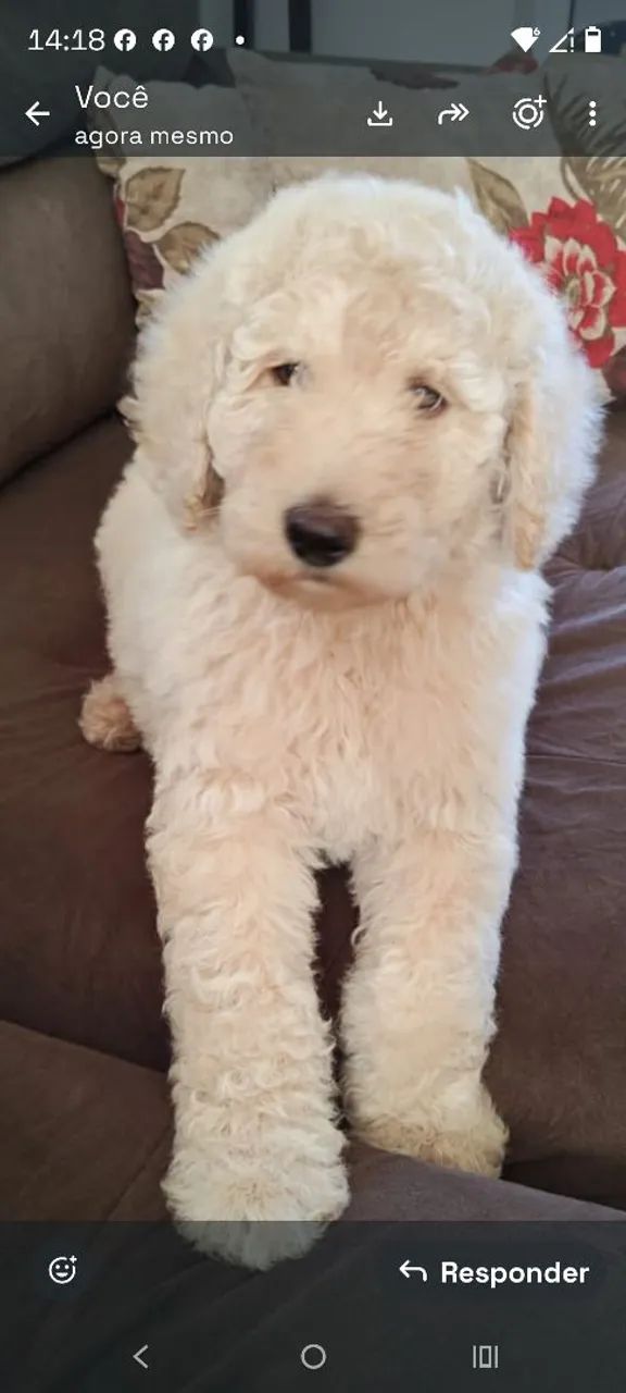 Poodle gigante - Foto 3