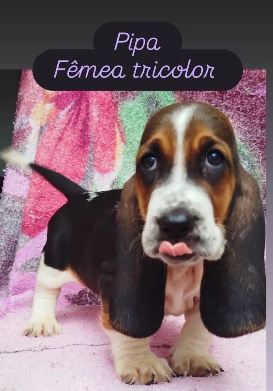 Basset Hound  - Foto 3