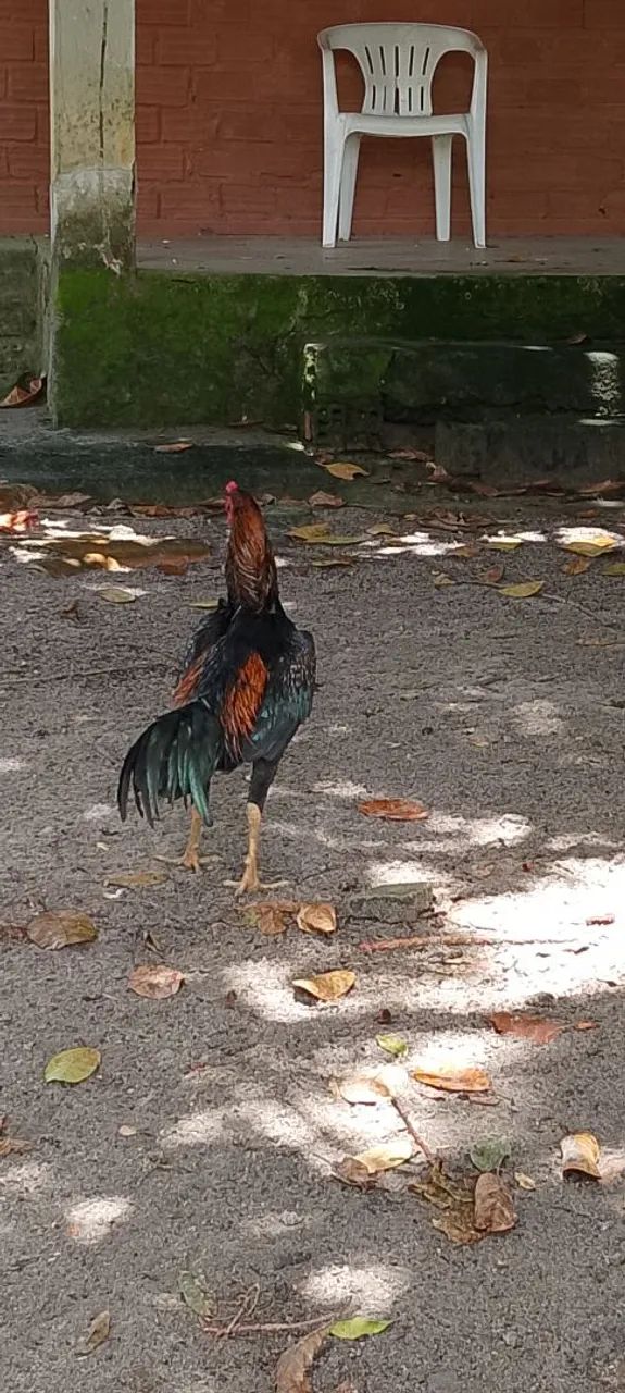 Frango preto  - Foto 2