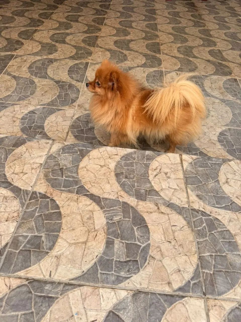 Cachorro  - Foto 4