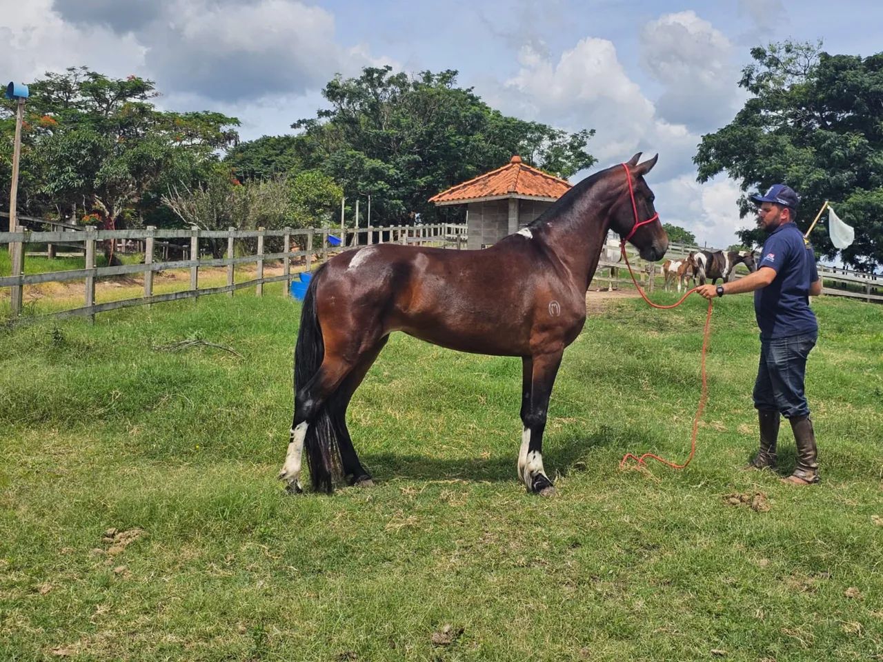 Égua manga larga  - Foto 4