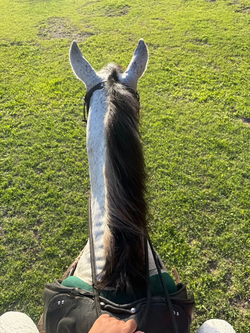 Cavalo garanhão inteiro