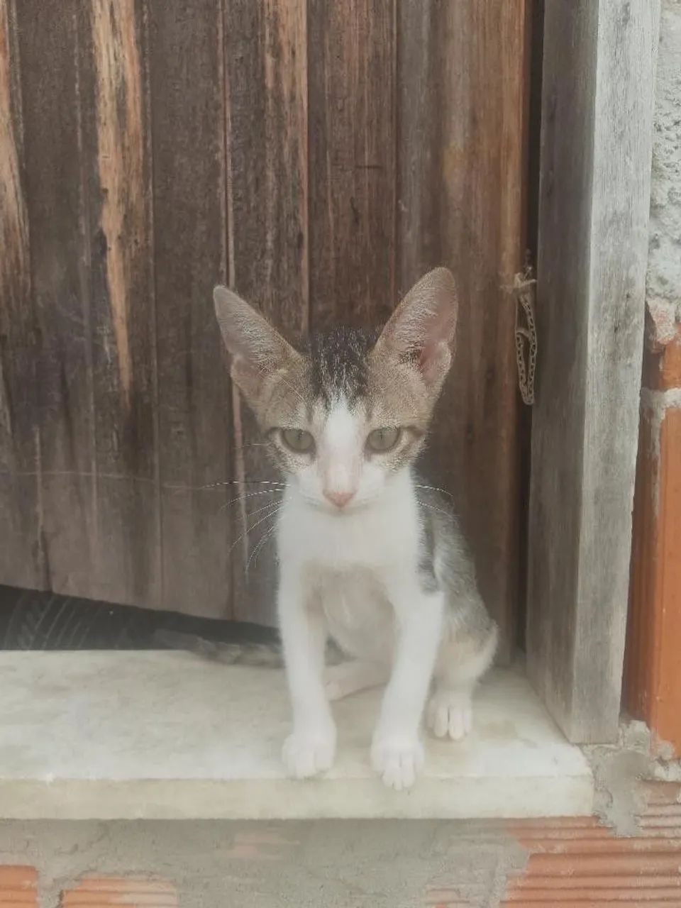 Filhotes de gato para adoção!!! - Foto 5
