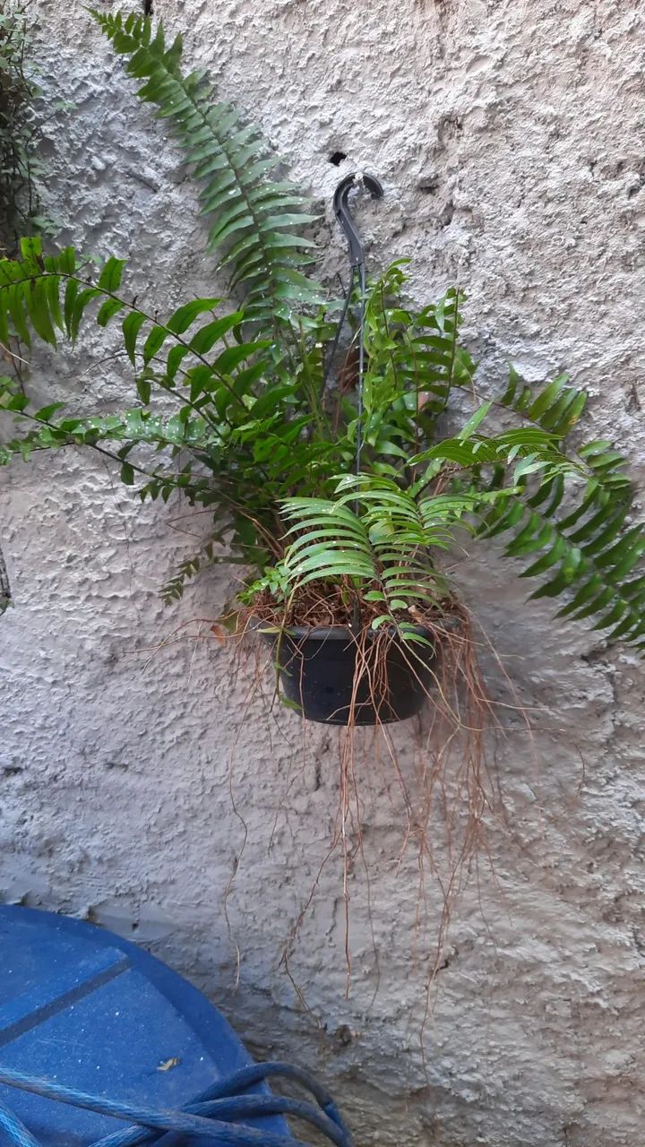 PLANTAS VARIADAS  - Foto 3