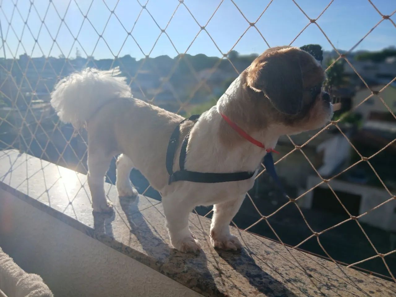 Vendo cachorro macho 10 mes - Foto 2