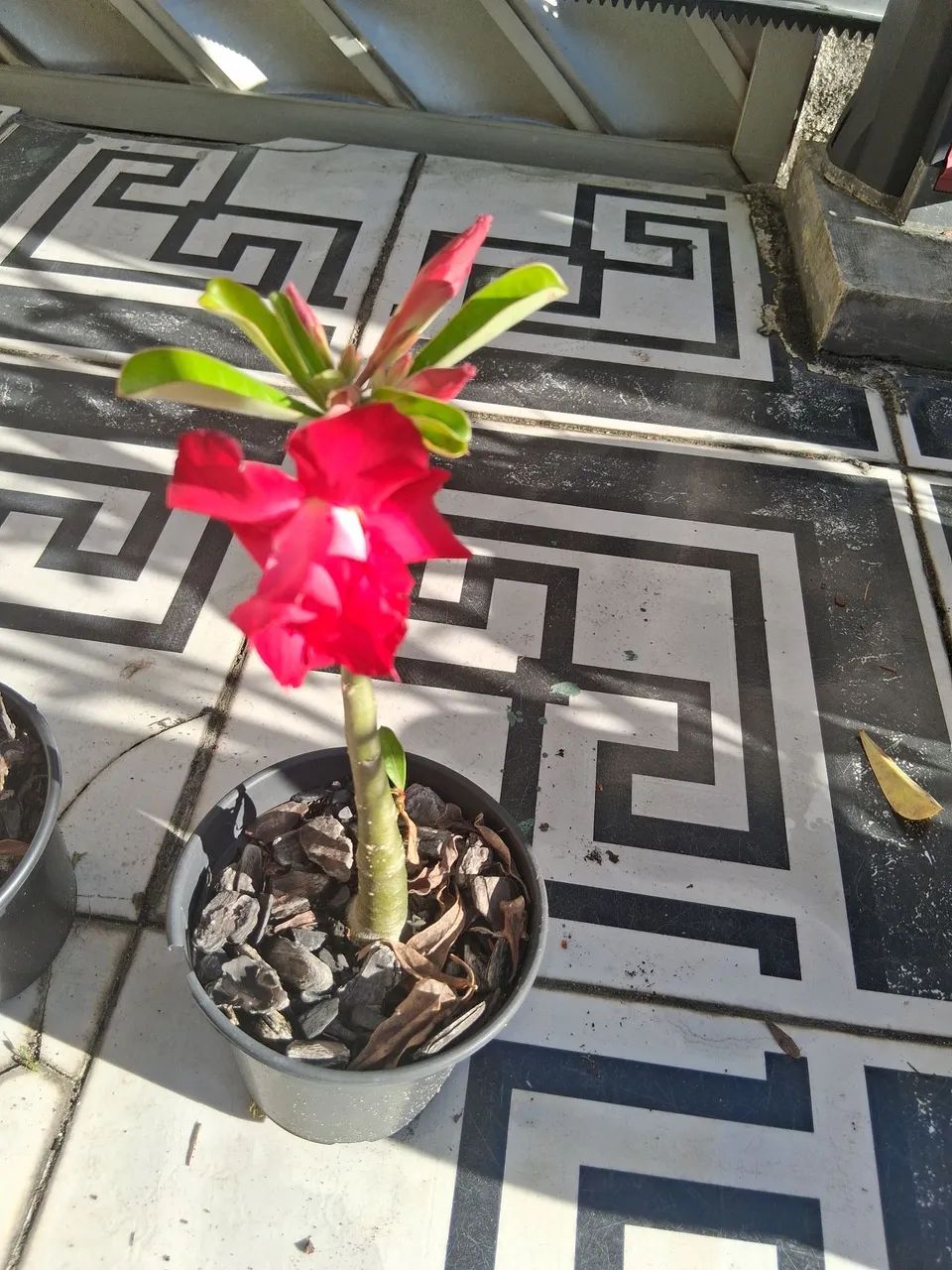 ROSA DO DESERTO  - Foto 2
