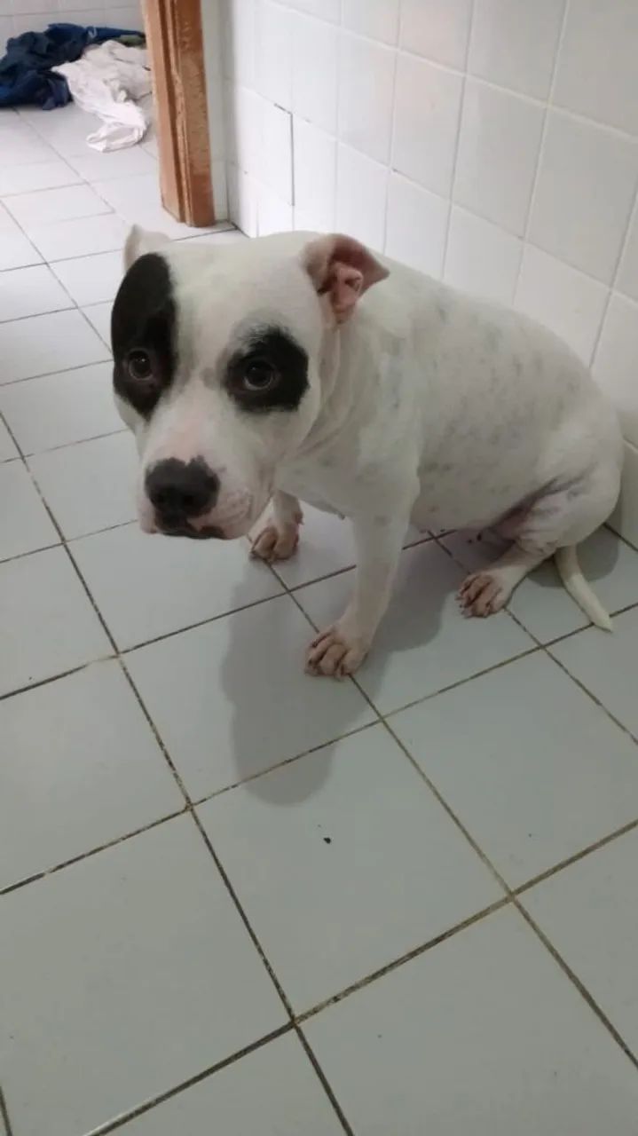 Adoção responsável de pet - Foto 4