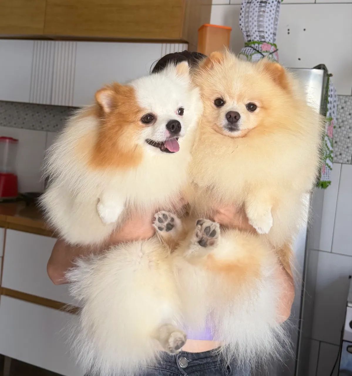 Spitz alemão (Lulu da pomerania)  - Foto 3