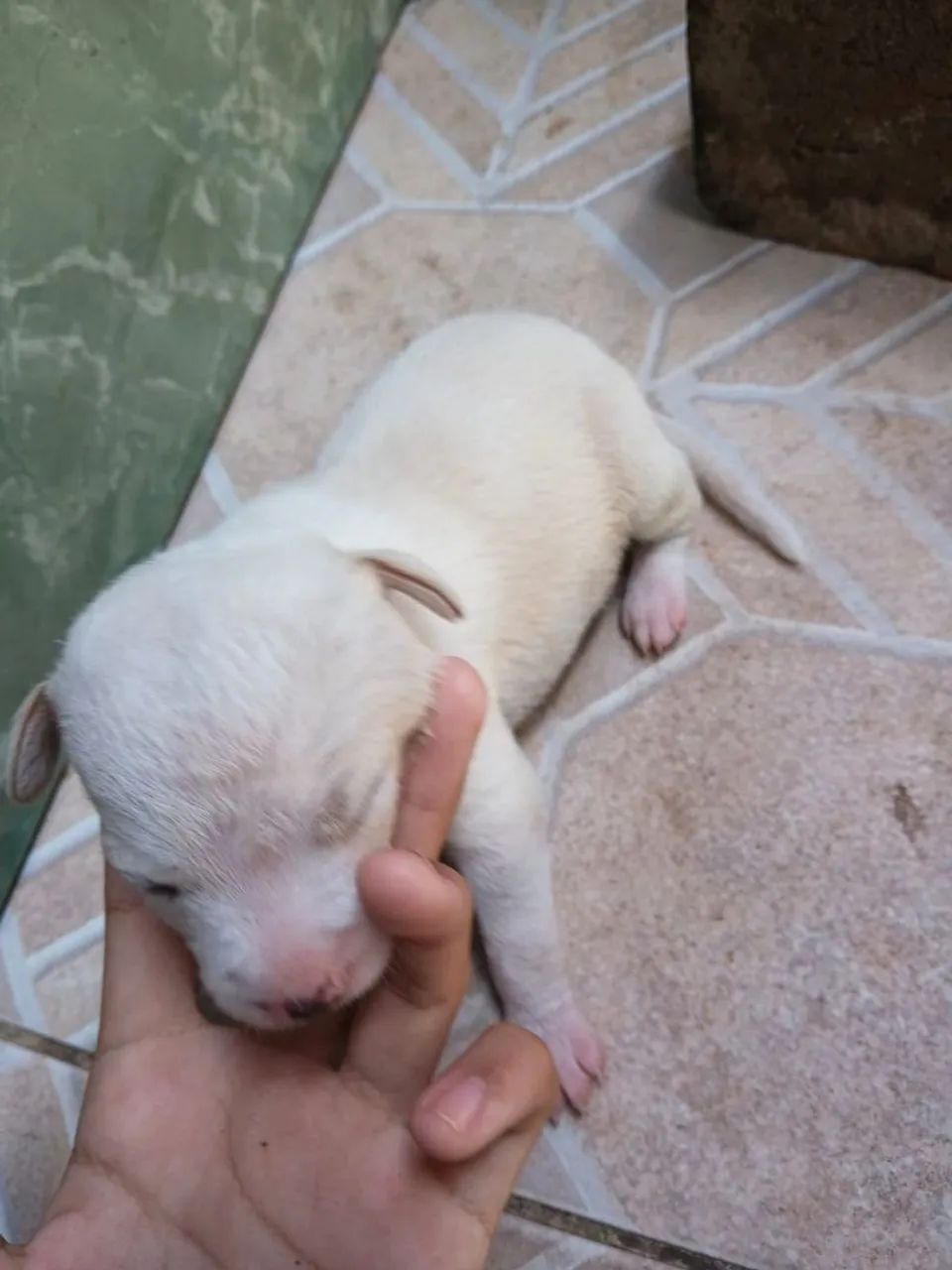 Dois cachorros machos  - Foto 2