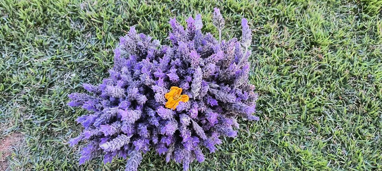 ? Flores de Lavanda ? - Foto 3