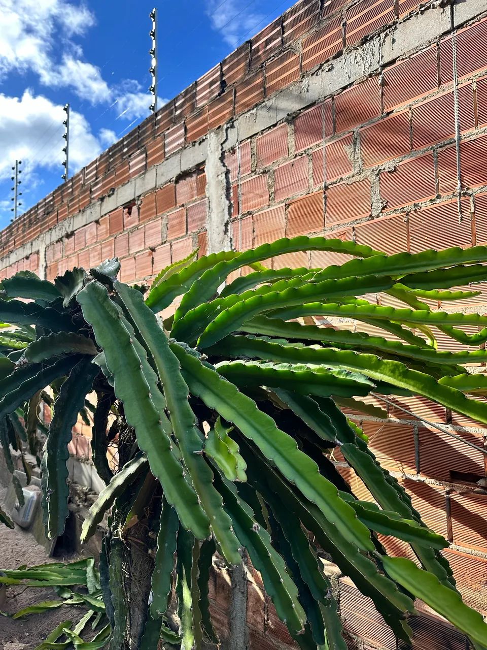 Mudas de pitaya  - Foto 4
