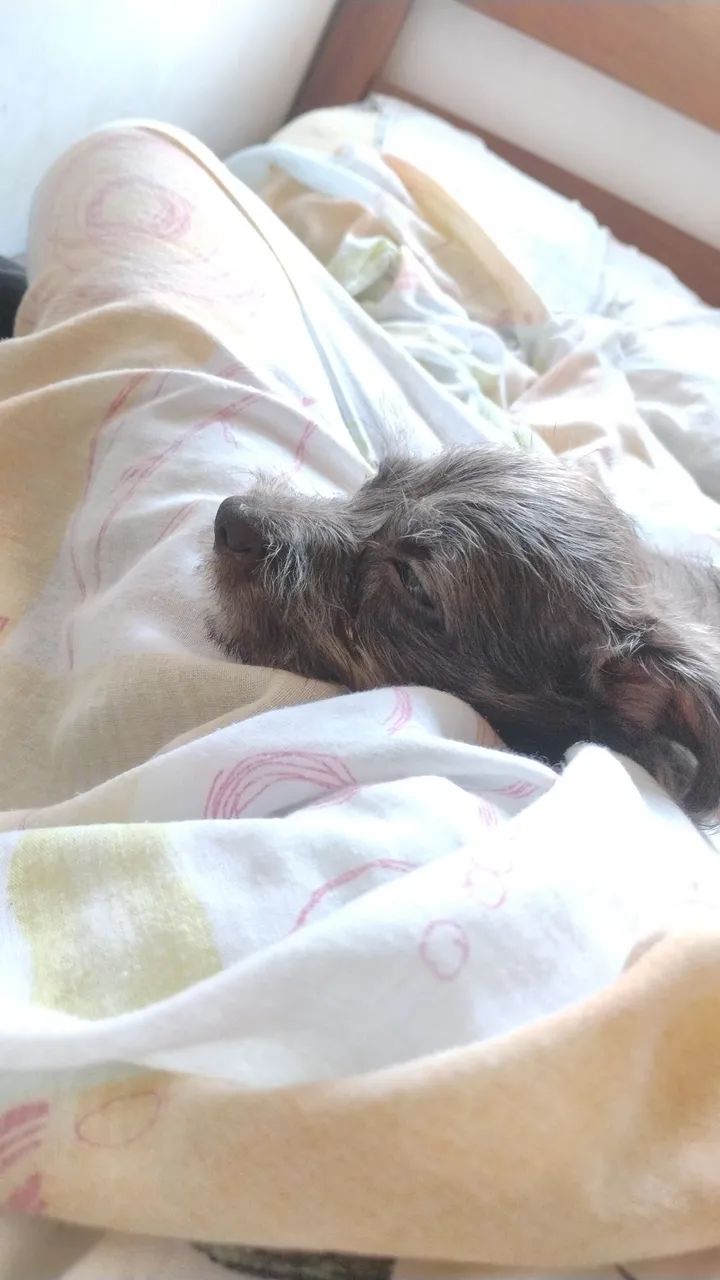 Cadelinha para adoção ! - Foto 5