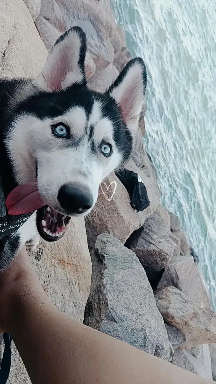 Husky siberiano  - Foto 3