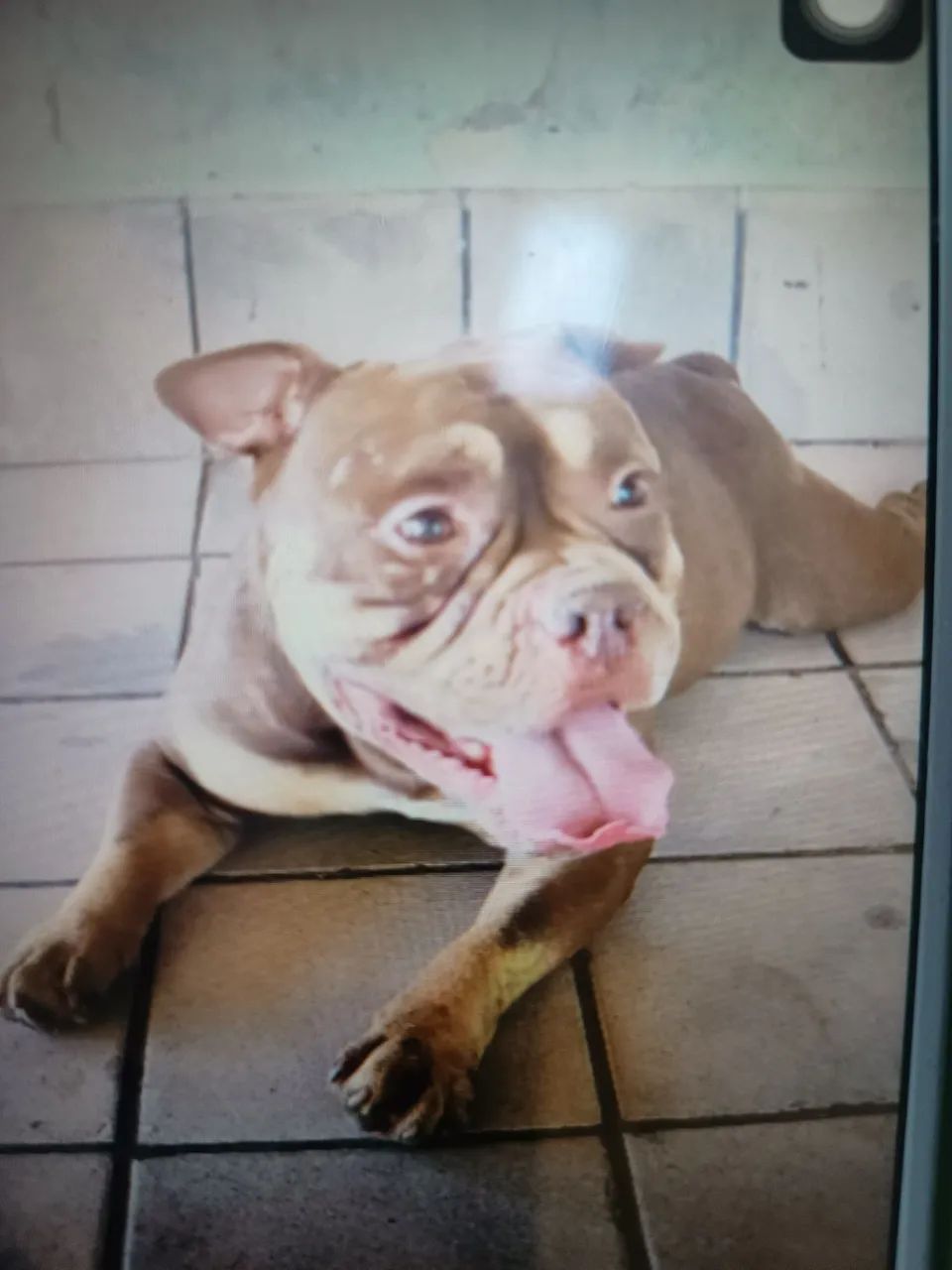 American bully micro - Foto 3