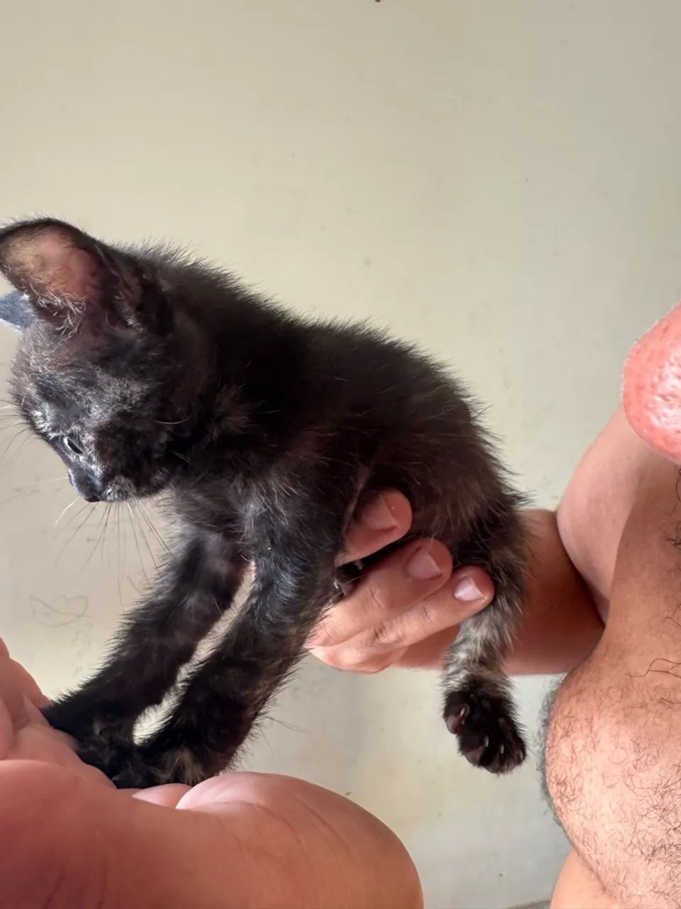 Doação gato - Foto 4