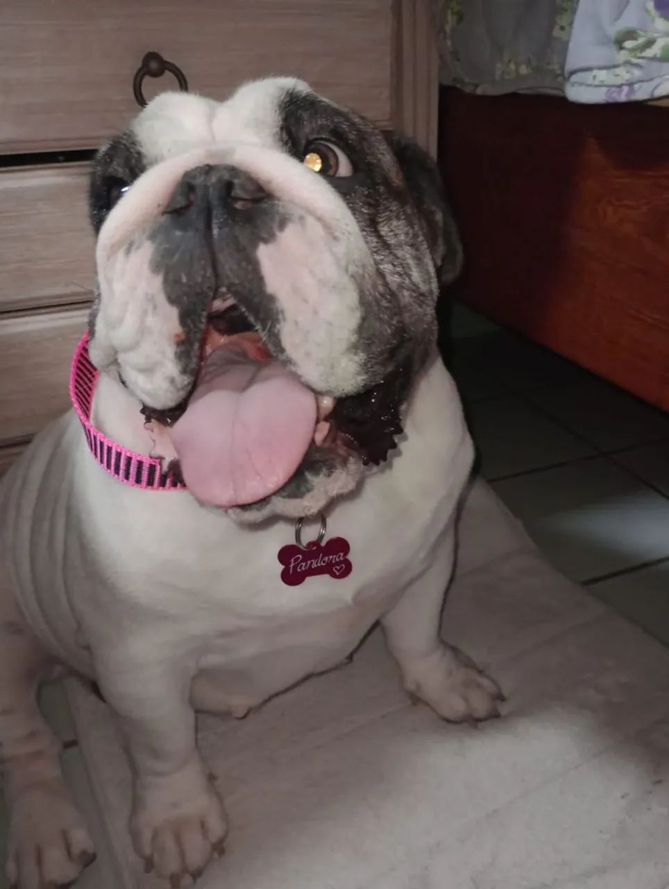 Buldog inglês 