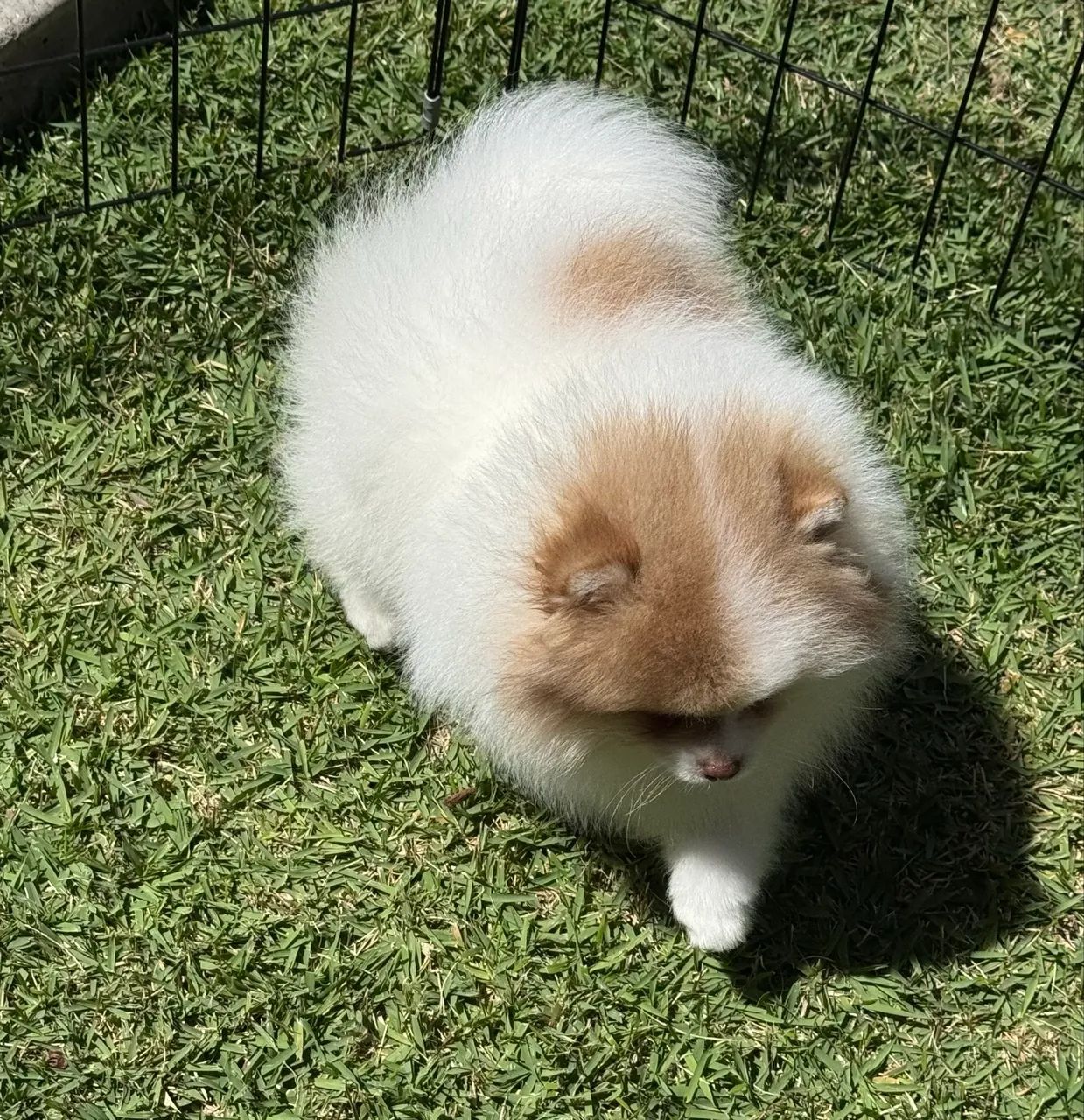 Spitz alemão  - Foto 2