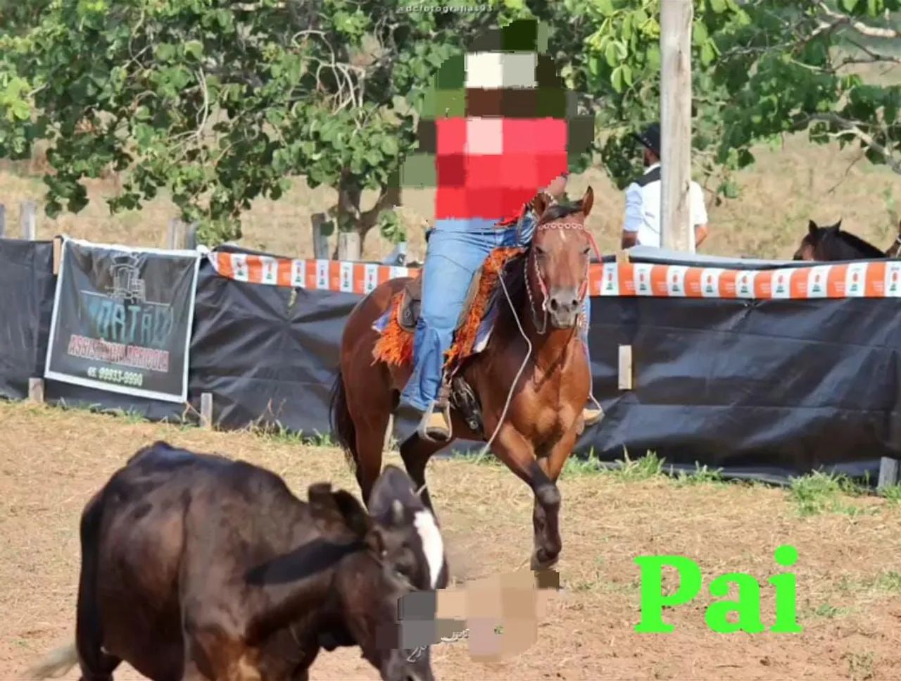 CAVALO  - Foto 3